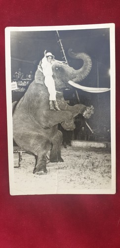 Circusattraktion elefant - circusattraktion,